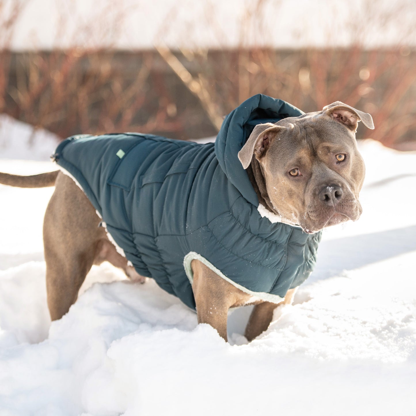 GF Pet Arctic Parka - Teal